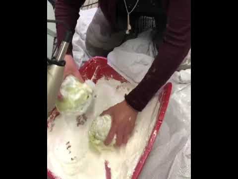 Donna working on her cabbage lol